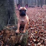 Naya - Réf 91121216 - Bouledogue français - F - 02/2015  - Obéissance de base - Rem : Expo - sociable