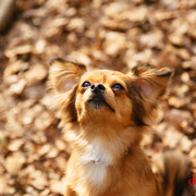 Luna  - Ref 17040416 - F - Chihuahua X Pinscher - 2013 - Obéissance de base - Rem : tricks : roule, fait la morte, donne la patte, etc