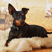 Stella - Réf 197200417 - F - Obéissance avancée - Rem : Tricks