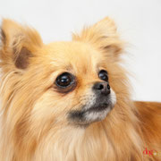 Lovely - Réf 240504 - Chihuahua X Loulou Poméranie - M - Tournage & Photos - Rem : Roule à distane - Saute - Aboie sur commande