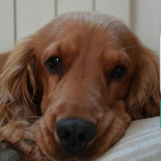 Schweppes - Réf 61151116 - Cocker anglais - M - 03/2015 - Obéissance avancée - Très sociable.