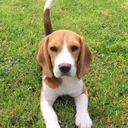 Mel - Réf 66181116 - Beagle - F - 10/2015 - Obéissance de base - Rem : Canicross - 