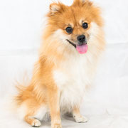 Guismo - Réf 260716 - Spitz - M - Tournage et Photos - Rem : Donne la patte