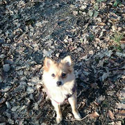 Mia - Réf 07130316 - Spitz - F - 11/2013 - Obéissance avancée 