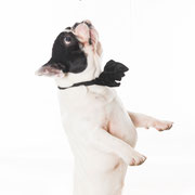 VW - Réf 270912 - Bouledogue français - M - Photos uniquement