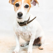 Julie - Réf 100829 - Jack russel - F - Photos uniquement