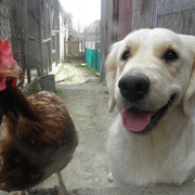 attention toi sinon je te pique ton bec dit la poule.....