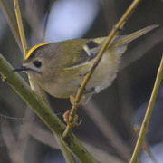 Wintergoldhähnchen (Foto: Martin Wölker)