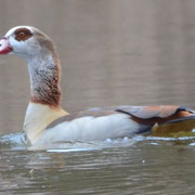Nilgans (Foto: Martin Wölker)