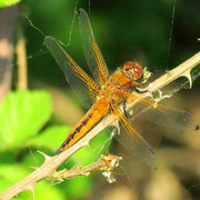 Libellula fulva - Femmina (Foto M.Pettavino)