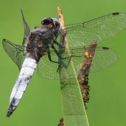Libellula fulva - Maschio (Foto M.Pettavino)