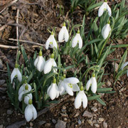 Perce neige