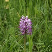 Orchis singe, vallée du Bouchet 25/5/2014