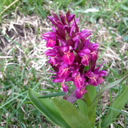 Orchis sureau pourpre  Banc Plat 25/05/2015