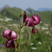 Lis martagon, mont Trelod