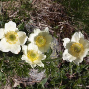 Anemone des Alpes