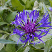 Centaurée (bleuet) Trélod 21 juin 2015