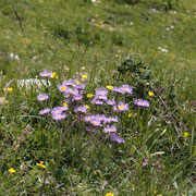 Asters Trélod 21 juin 2015
