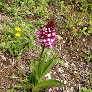 Orchis pyramidal