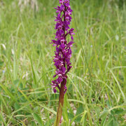 Orchis mâle le Plan du Tour juin 2014