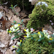 Polygala petit buis, Entrevernes