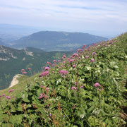 Adenostyle mont Trelod