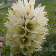 Campanule thyrsoide Le Mont Trélod