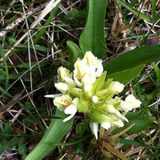 Orchis sureau