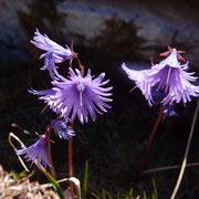 Soldanelles refuge du Saut juin 2014