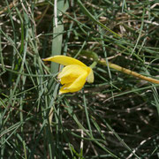 Tulipe sylvestre  le Grand Roc juin 2014