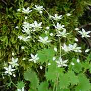 Saxifrage à feuilles rondes Pointe d'Ireuse 9/6/2016