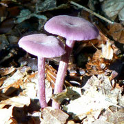 Forêt d'Andaine (Orne) : champignons