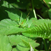 Grande sauterelle verte (famille des Tettigonidae)