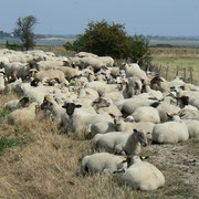 Moutons dans la Baie de Somme