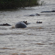 Nijlpaarden in iSimangaliso Wetland Park