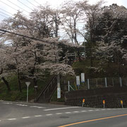 額部神社の桜