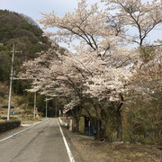 群馬で迷子中撮った桜