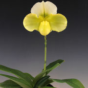 Paph. Emerald Future 'White & Green' GM/JOGA