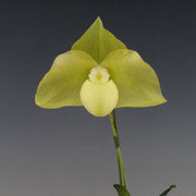 Paph. Ma Belle fma. album 'Emerald Star' SSM/JOGA
