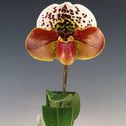 Paph. Thunder Records 'Tokyo' GM/JOGA
