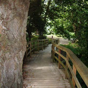 Jardín Botánico de Gijón © Foto Jardín Botánico /  El Sabil. Senda del Oso.