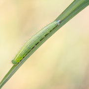 Waldbrettspiel (Pararge aegeria): halberwachsene Raupe