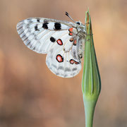 Mosel-Apollofalter (Parnassius apollo vinningensis): Unterseite ♂