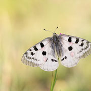 Mosel-Apollofalter (Parnassius apollo vinningensis): Oberseite ♂