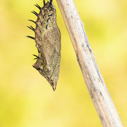 Tagpfauenauge (Aglais io): Puppe