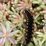 Mosel-Apollofalter (Parnassius apollo vinningensis): erwachsene Raupe