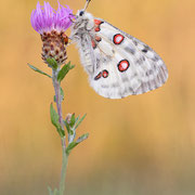 Mosel-Apollofalter (Parnassius apollo vinningensis): Unterseite ♂