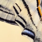 Segelfalter (Iphiclides podalirius): Flügeldetail