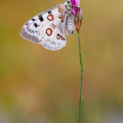 Mosel-Apollofalter (Parnassius apollo vinningensis): Unterseite ♂