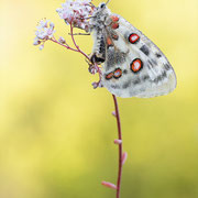 Mosel-Apollofalter (Parnassius apollo vinningensis): Unterseite ♀